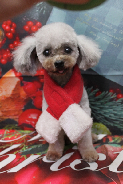 トイプードルブリーダーの成犬、トリミング画像