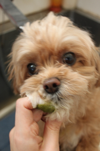 千葉県船橋市のミックス犬の歯磨き画像