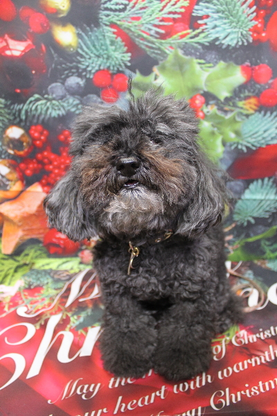 千葉県印西市のトイプードルのトリミング前画像