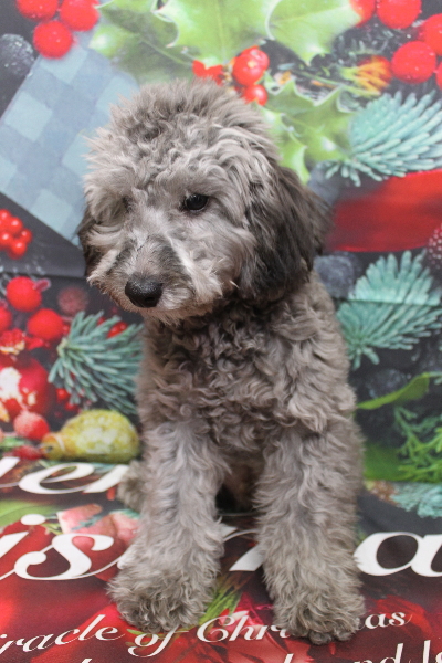 千葉県鎌ヶ谷市のトイプードルのトリミング前画像