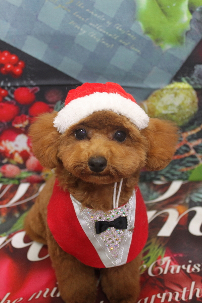 千葉県鎌ケ谷市トイプードルのトリミング画像