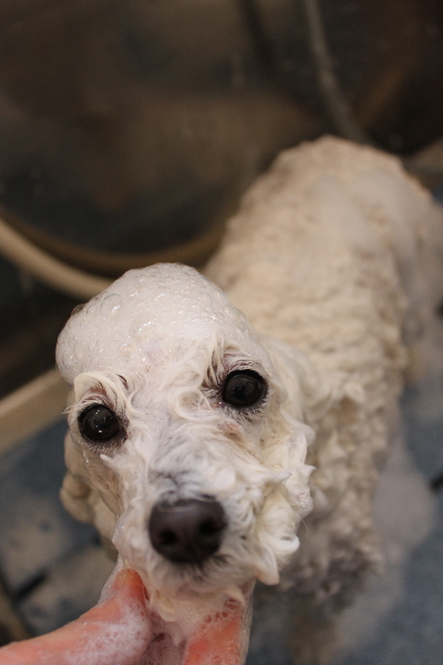 千葉県船橋市のトイプードルのシャンプー画像