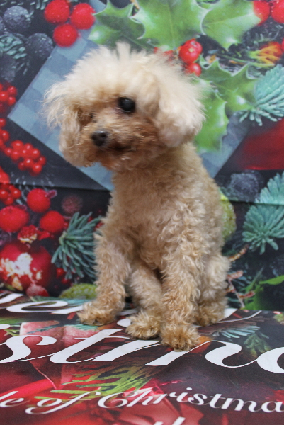 千葉県船橋市のトイプードルのトリミング前画像