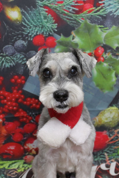 千葉県船橋市のミニチュアシュナウザーのトリミング画像