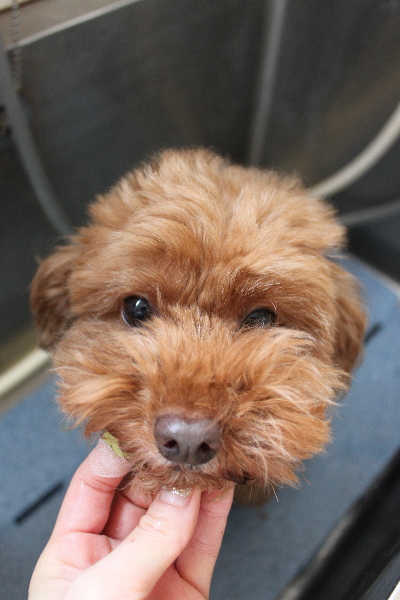 千葉県船橋市のトイプードルの歯磨き画像