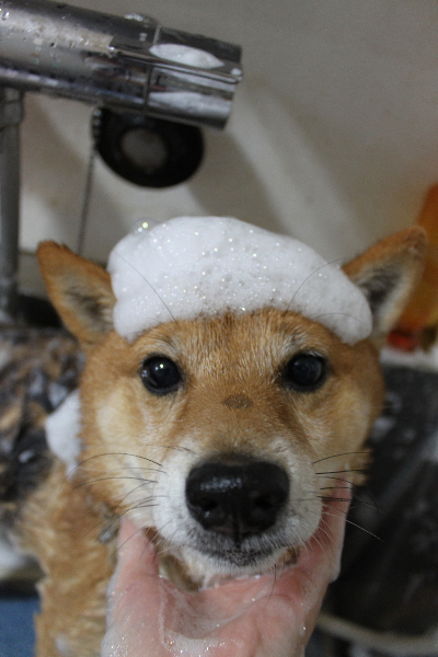 千葉県船橋市の豆柴のシャンプー画像