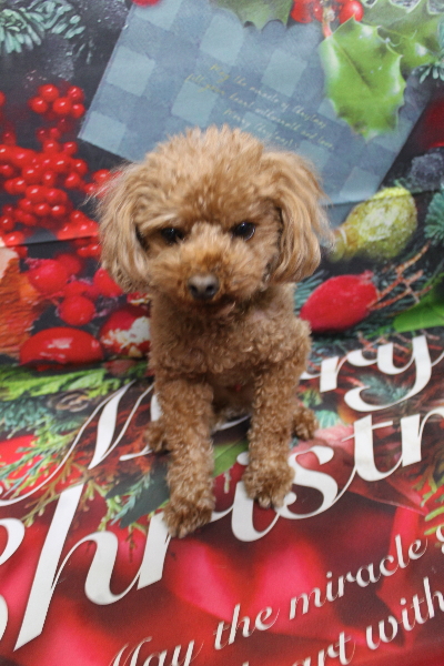 千葉県鎌ケ谷市のトイプードルのトリミング前画像