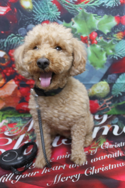 千葉県船橋市のトイプードルのトリミング前画像
