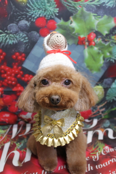 千葉県市川市のトイプードルのトリミング画像