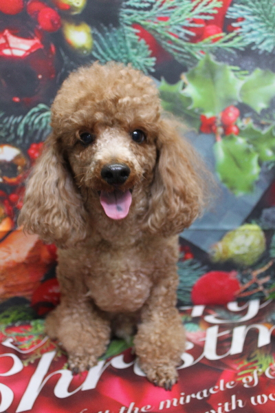 千葉県鎌ヶ谷市のトイプードルのトリミング前画像