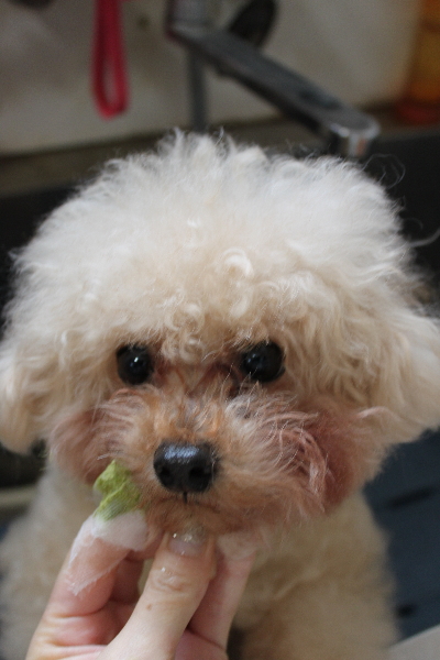 千葉県鎌ケ谷市のトイプードルの歯磨き画像