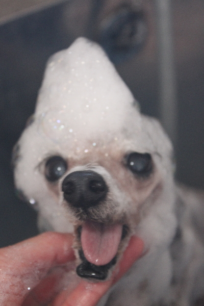 千葉県船橋市のトイプードルのシャンプー画像