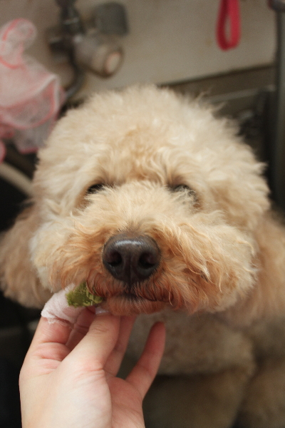千葉県船橋市のトイプードルの歯磨き画像