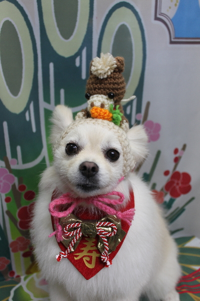 東京都港区のポメラニアンのトリミング画像