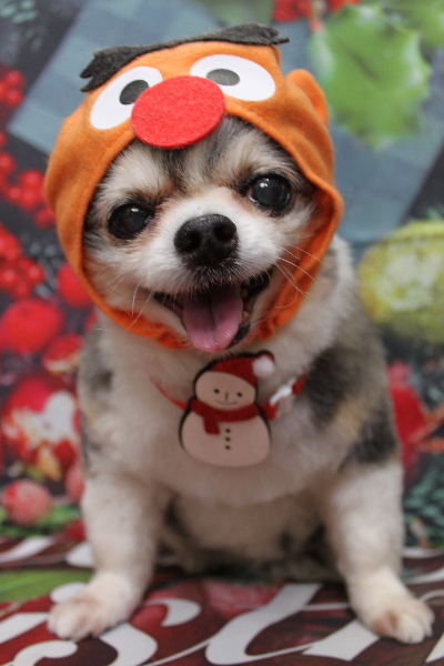 千葉県鎌ケ谷市のチワワのトリミング画像