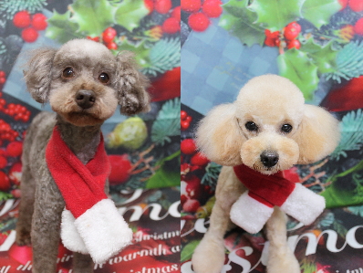 トイプードルブリーダーの成犬、トリミング画像