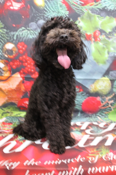 千葉県船橋市のトイプードルのトリミング前画像