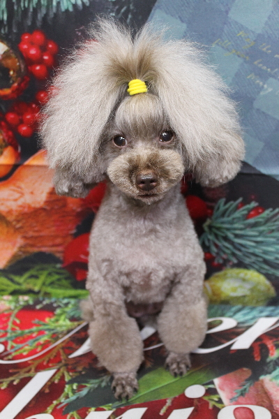 千葉県船橋市のトイプードルのトリミング画像