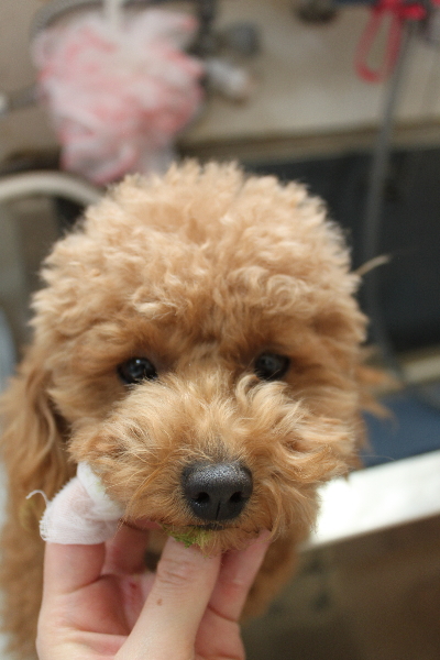 千葉県松戸市のトイプードルの歯磨き画像