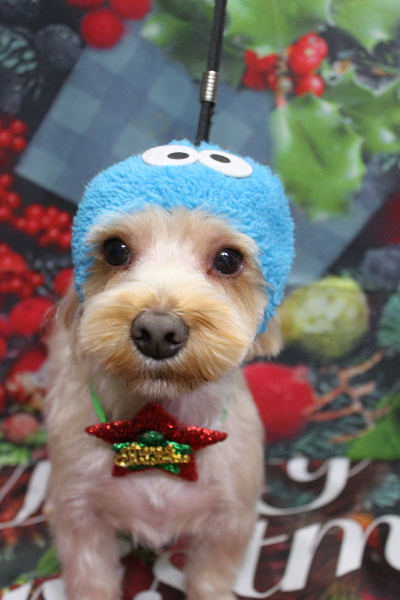 千葉県鎌ヶ谷市のミックス犬のトリミング画像