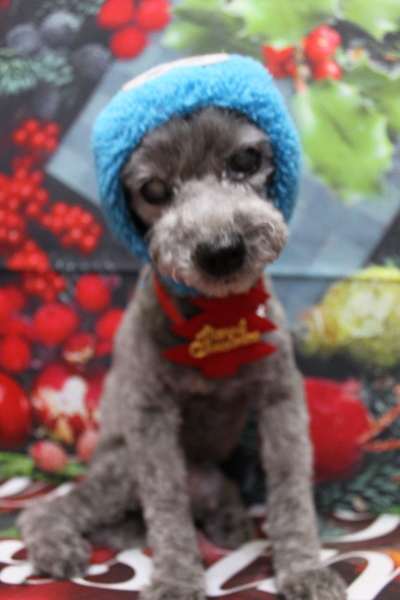 千葉県船橋市のトイプードルのトリミング画像