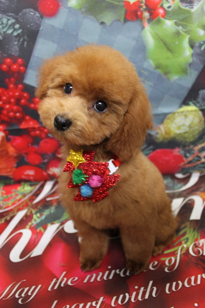 千葉県船橋市のトイプードルのトリミング画像