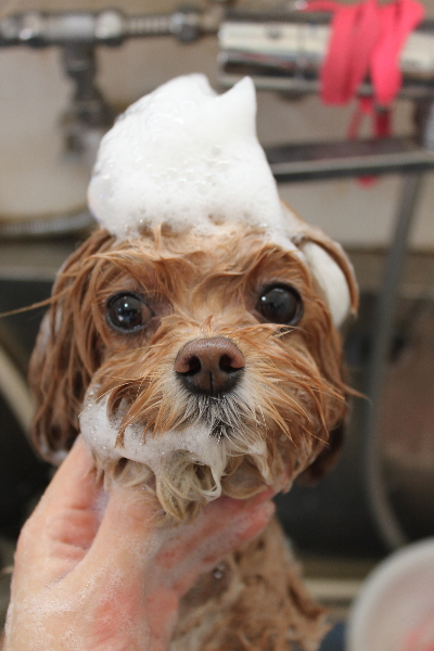 千葉県船橋市のミックス犬のシャンプー画像
