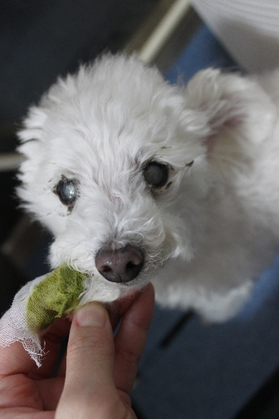 千葉県習志野市のトイプードルの歯磨き画像
