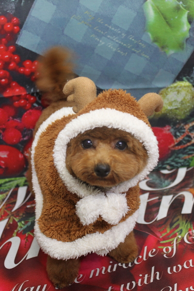 千葉県鎌ケ谷市トイプードルのトリミング画像