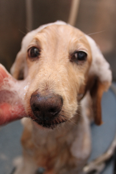 千葉県鎌ケ谷市のミニチュアダックスのシャンプー画像