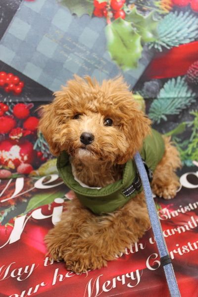 千葉県船橋市のトイプードルのトリミング前画像