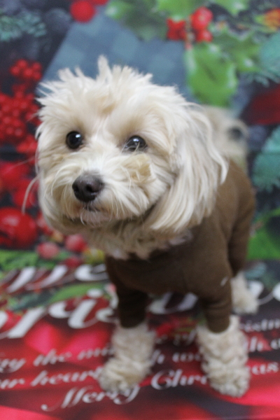 千葉県鎌ヶ谷市のミックス犬のトリミング前画像