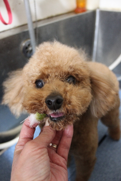 千葉県船橋市のトイプードルの歯磨き画像