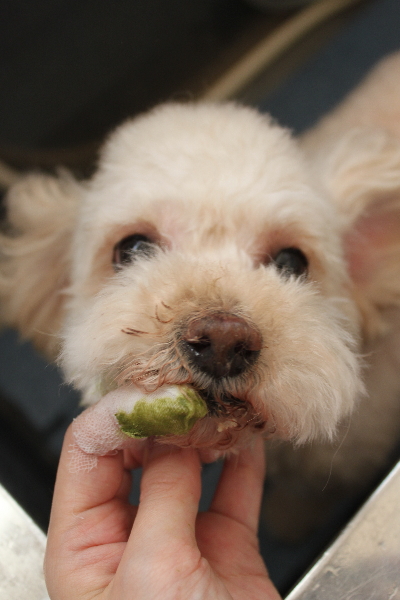 千葉県鎌ケ谷市のミックス犬の歯磨き画像
