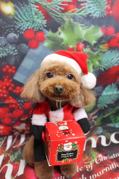 千葉県市川市のトイプードルのトリミング画像