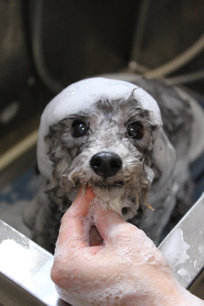 千葉県船橋市のトイプードルのシャンプー画像