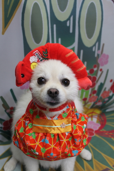 東京都港区のポメラニアンのトリミング画像