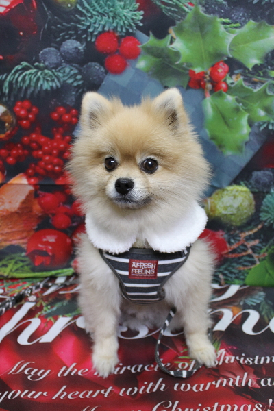 千葉県船橋市のポメラニアンのトリミング前画像