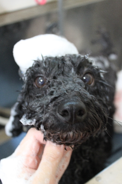 千葉県鎌ヶ谷市のトイプードルのシャンプー画像