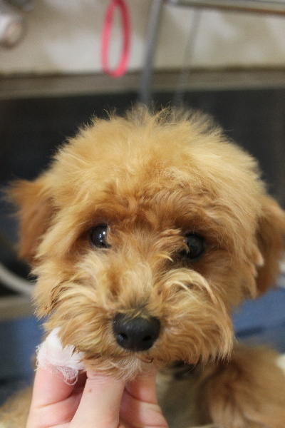 千葉県千葉市のトイプードルの歯磨き画像