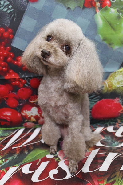 千葉県船橋市のトイプードルのトリミング画像