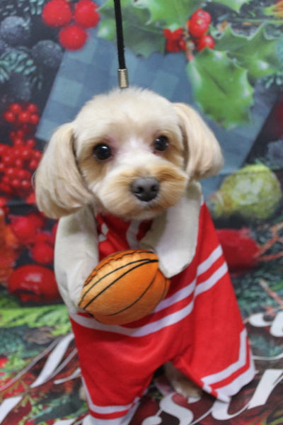 千葉県鎌ヶ谷市のミックス犬のトリミング画像