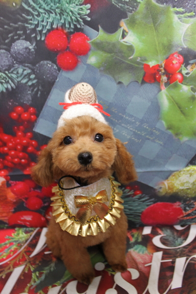 千葉県船橋市のトイプードルのトリミング画像