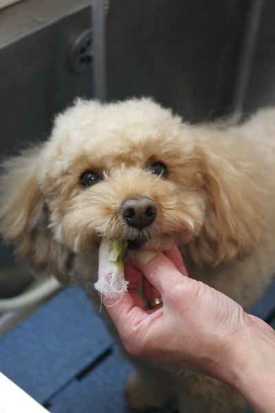 千葉県佐倉市のトイプードルの歯磨き画像