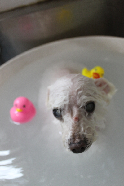 千葉県習志野市のトイプードルの炭酸泉画像