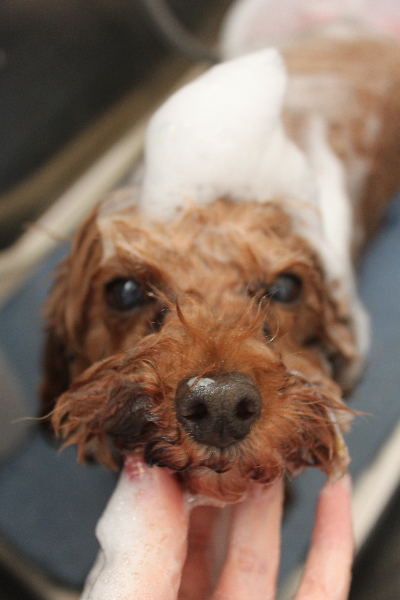 千葉県船橋市のトイプードルのシャンプー画像