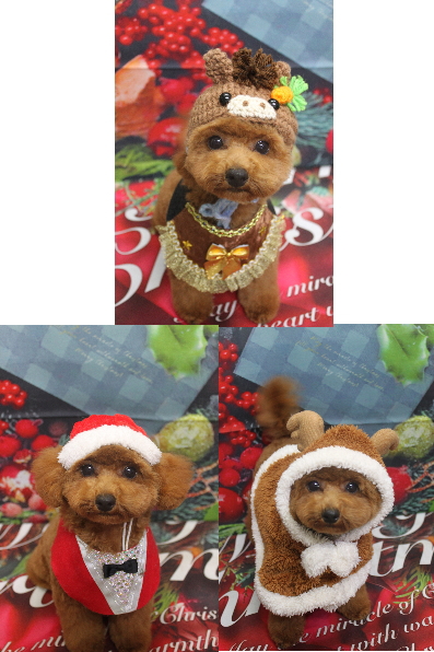 千葉県鎌ケ谷市トイプードルのトリミング画像