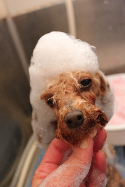 千葉県船橋市のトイプードルのシャンプー画像