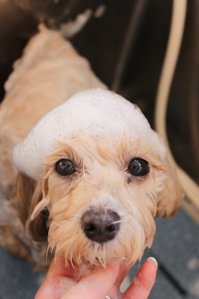 千葉県鎌ヶ谷市のミックス犬のシャンプー画像