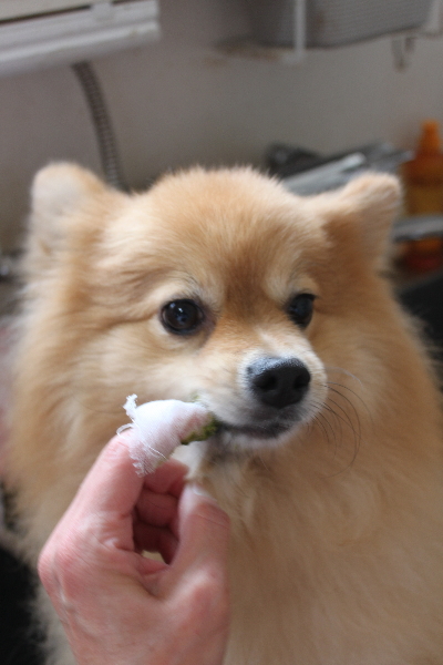 千葉県船橋市ポメラニアンの歯磨き画像